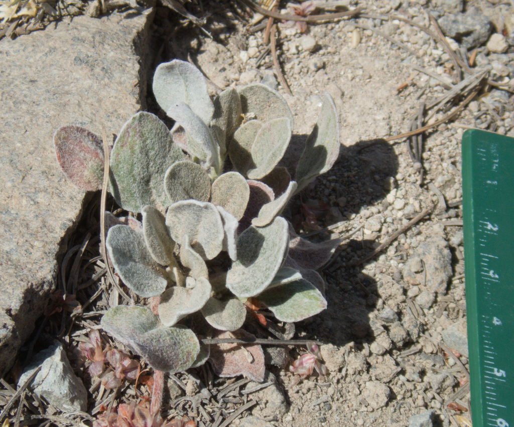 Eriogonum lobbii; photograph (c) Spencer Hurt, some rights reserved (CC BY)