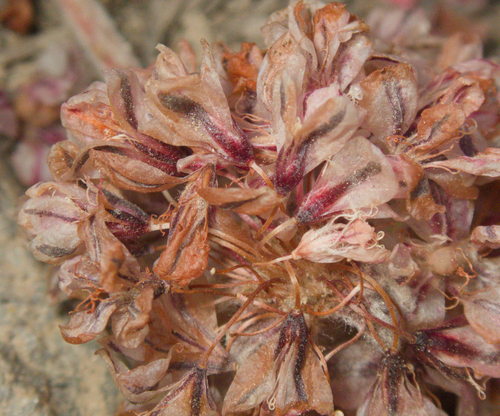 Eriogonum lobbii, photograph 4