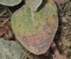 Eriogonum lobbii, photograph (c) Spencer Hurt, some rights reserved (CC BY)