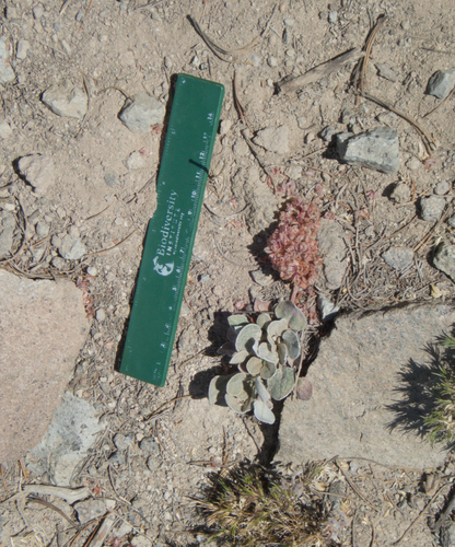 Eriogonum lobbii, photograph 3