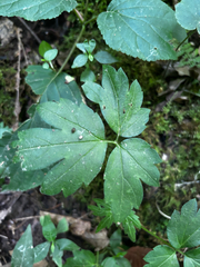 Phacelia bipinnatifida, photograph (c) Chris Stahl, some rights reserved (CC BY)
