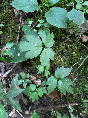 Phacelia bipinnatifida, photograph 3