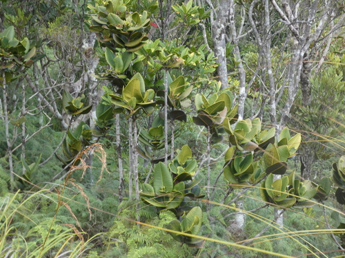 Garcinia amplexicaulis observed 2026-08-02