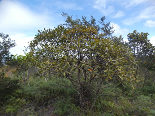 Tristaniopsis glauca observed 2026-08-02