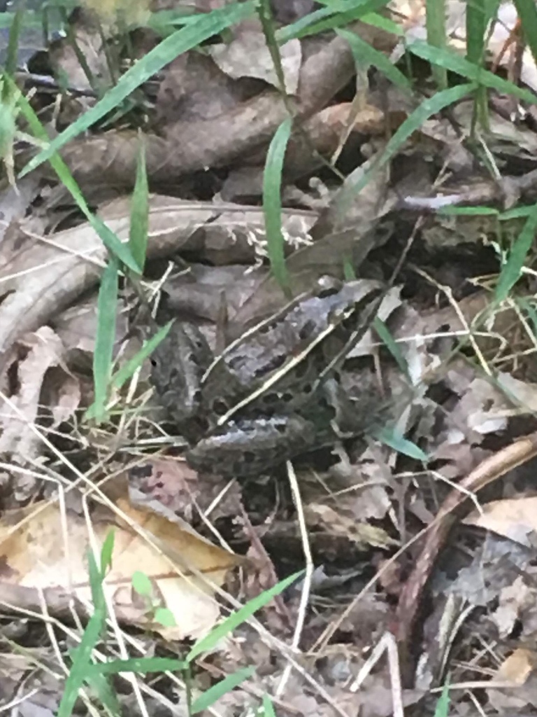 Atlantic Coast Leopard Frog From Prime Hook National Wildlife Refuge 