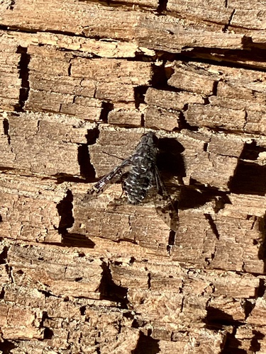 iNaturalist observation photo of Charcoal Bee Flies