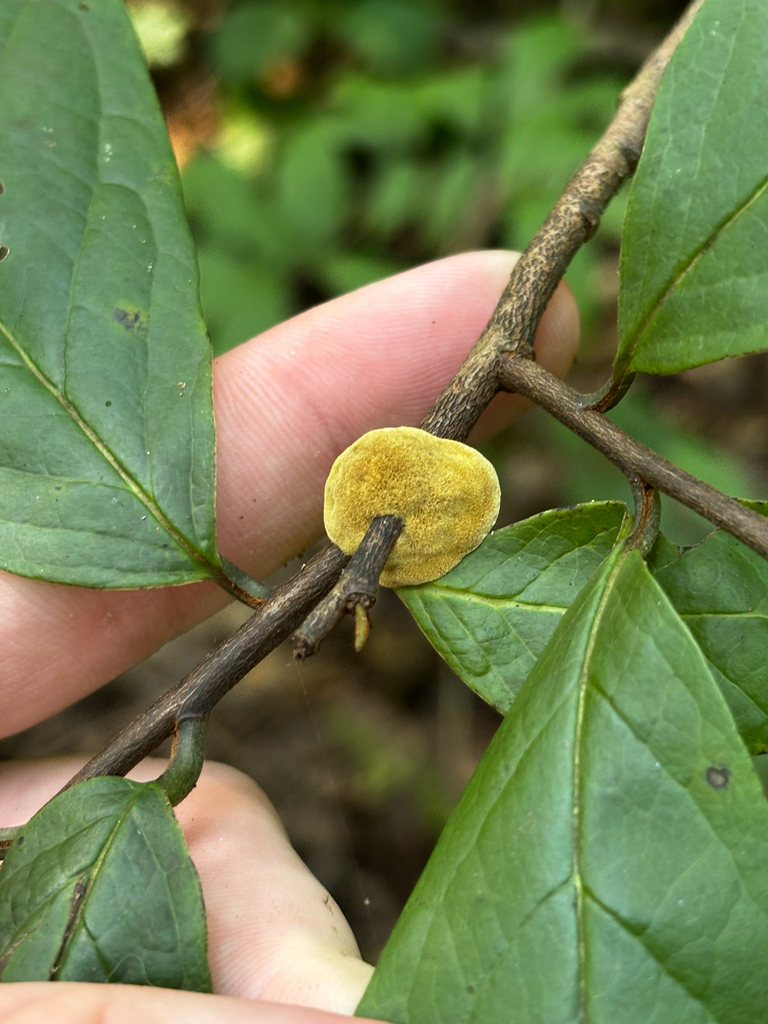 Pawpaw Polypore · August 2026 · photo: Photo: (c) Chris Stahl, some rights reserved (CC BY) · iNaturalist