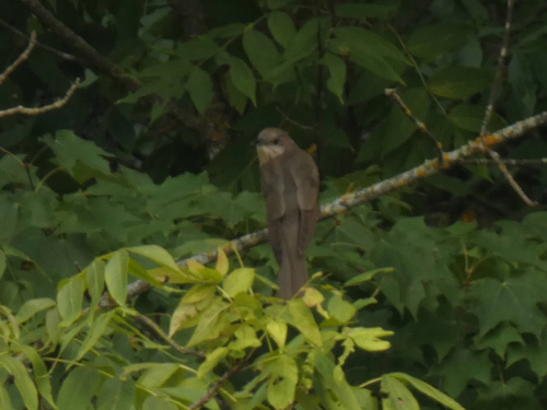 Black-billed Cuckoo observed by waterisntwet