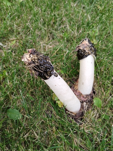 common stinkhorn