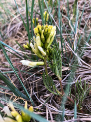 Astragalus pectinatus