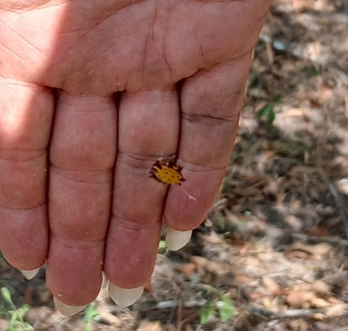 Spinybacked Orbweaver