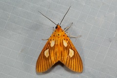 Asota orbona