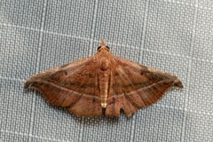 Corgatha ancistrodes