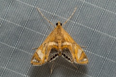 Margarosticha sphenotis