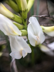 Astragalus pectinatus