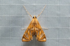 Margarosticha sphenotis