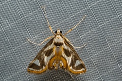 Theila siennata