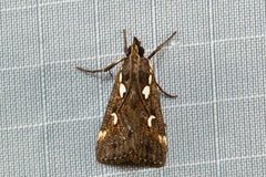 Perimeceta niphotypa