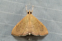 Hyalobathra crenulata