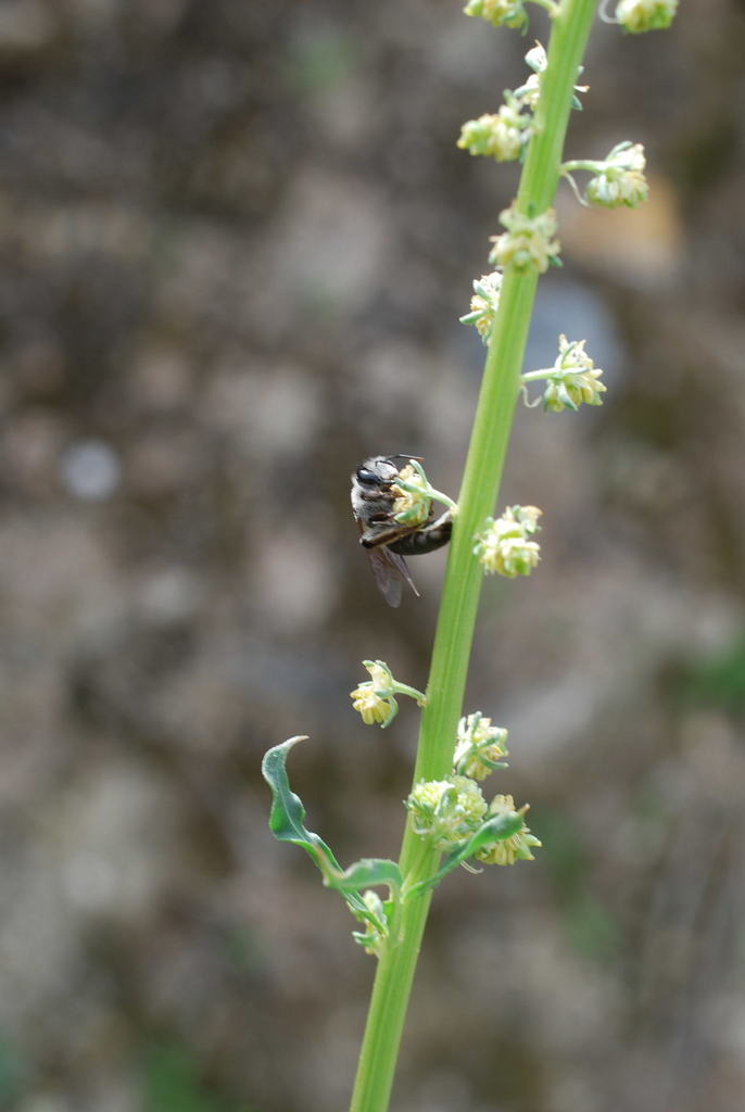 Andrena corax