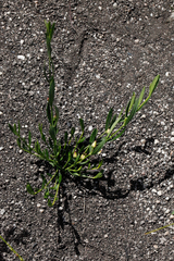 Cyanothamnus polygalifolius