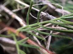 Astragalus pectinatus