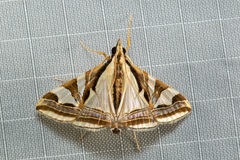 Agrioglypta excelsalis