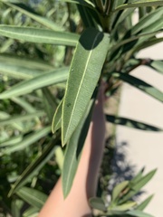 Nerium oleander