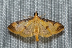 Cotachena aluensis