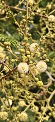 Vachellia leucophloea, photograph (c) Rohit Naniwadekar, some rights reserved (CC BY)