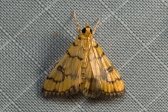 Glycythyma leonina