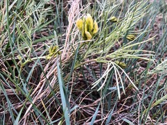 Astragalus pectinatus