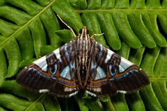 Glyphodes margaritaria