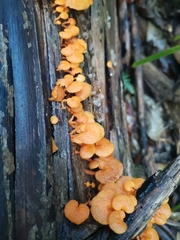 Favolaschia calocera