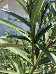 Nerium oleander