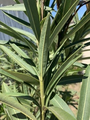 Nerium oleander