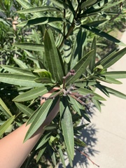 Nerium oleander
