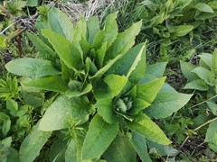 Symphytum × uplandicum