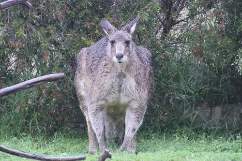 Eastern Grey Kangaroo