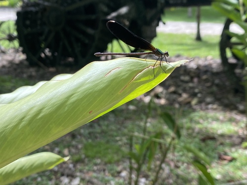 Smoky Rubyspot