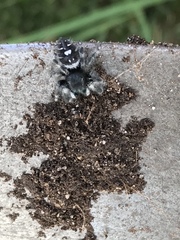 Phidippus audax