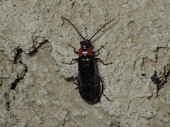 Rhagonycha lineola