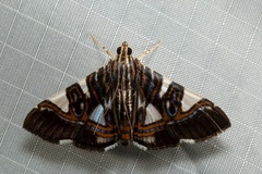 Glyphodes margaritaria