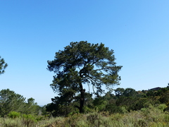 Pinus torreyana
