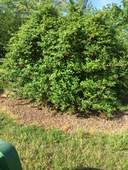 Forsythia × intermedia