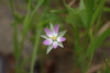 Saltmarsh Sand Spurry - Photo (c) Alex Bairstow, some rights reserved (CC BY-NC), uploaded by Alex Bairstow