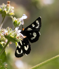 Alypia mariposa