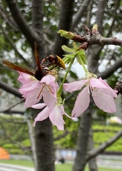 Delta pyriforme pyriforme