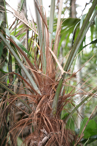 Colpothrinax cookii, photo 26
