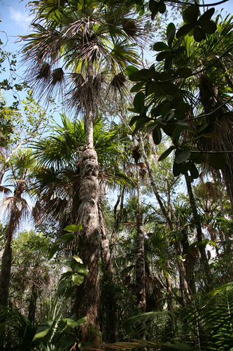 Colpothrinax cookii, photo 25